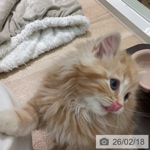 スコティッシュフォールドの写真