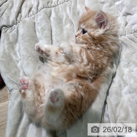 スコティッシュフォールドの写真