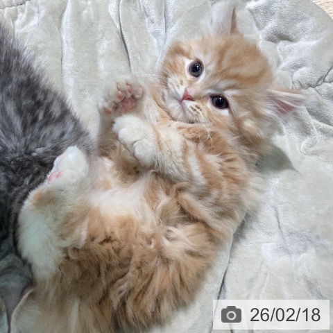 スコティッシュフォールドの写真