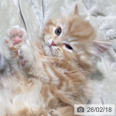 スコティッシュフォールドの写真