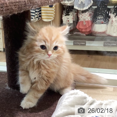 スコティッシュフォールドの写真