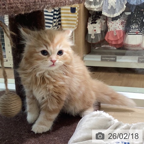 スコティッシュフォールドの写真