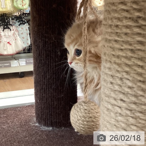 スコティッシュフォールドの写真