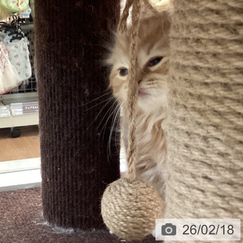 スコティッシュフォールドの写真