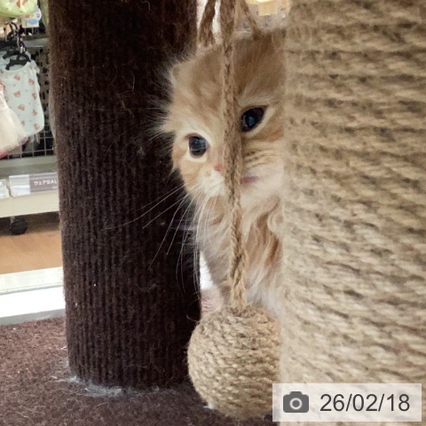 スコティッシュフォールドの写真