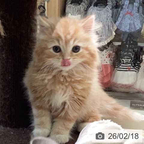 スコティッシュフォールドの写真