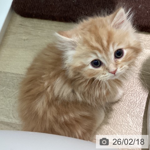 スコティッシュフォールドの写真