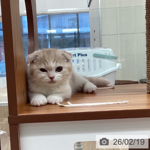 福岡県のスコティッシュフォールド (ペットプラス ららぽーと福岡店/2025年12月18日生まれ/男の子/クリームタビーホワイト)の子猫の4枚目の画像