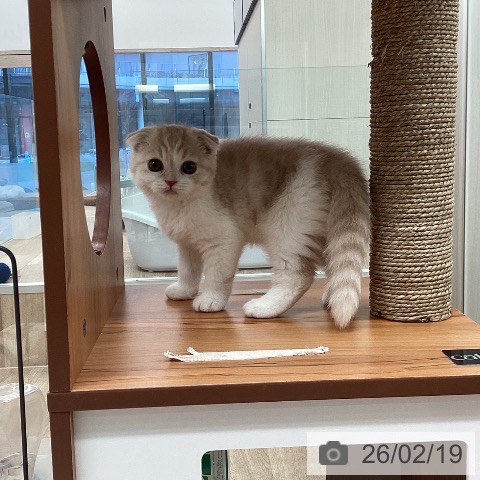 福岡県のスコティッシュフォールド (ペットプラス ららぽーと福岡店/2025年12月18日生まれ/男の子/クリームタビーホワイト)の子猫の3枚目の画像
