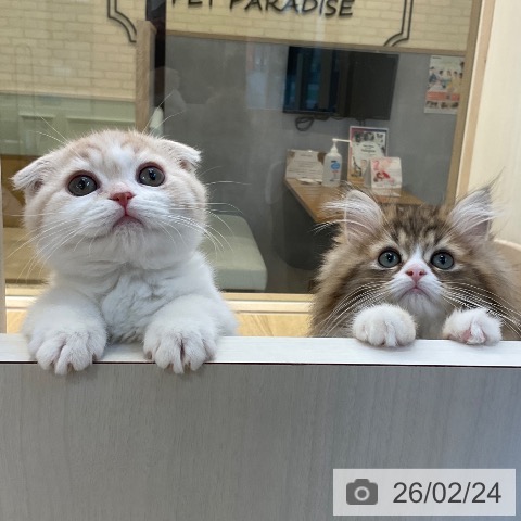 福岡県のスコティッシュフォールド (ペットプラス ららぽーと福岡店/2025年12月18日生まれ/男の子/クリームタビーホワイト)の子猫の4枚目の画像