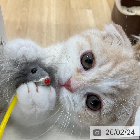 福岡県のスコティッシュフォールド (ペットプラス ららぽーと福岡店/2025年12月18日生まれ/男の子/クリームタビーホワイト)の子猫の3枚目の画像