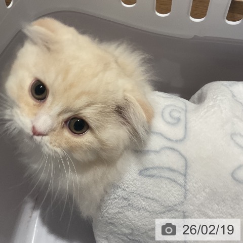 福岡県のスコティッシュフォールド (ペットプラス 八幡東店/2025年12月18日生まれ/男の子/クリームタビーホワイト)の子猫の3枚目の画像