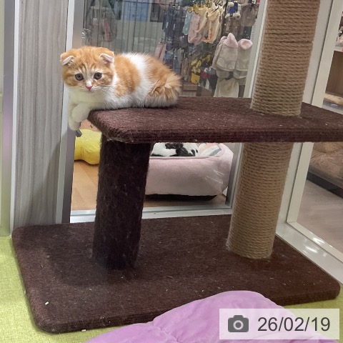 スコティッシュフォールドの写真