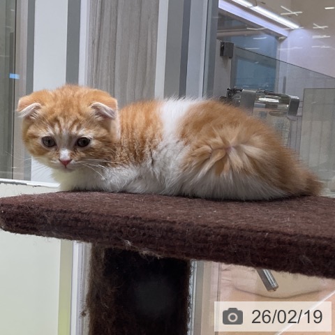 スコティッシュフォールドの写真