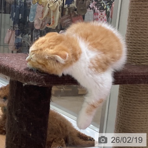 福岡県のスコティッシュフォールド (ペットプラス 福岡店/2025年12月18日生まれ/女の子/レッドタビーホワイト)の子猫の4枚目の画像