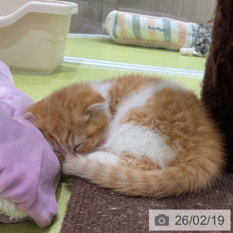 福岡県のスコティッシュフォールド (ペットプラス 福岡店/2025年12月18日生まれ/女の子/レッドタビーホワイト)の子猫の3枚目の画像