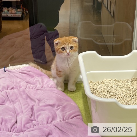 福岡県のスコティッシュフォールド (ペットプラス 福岡店/2025年12月18日生まれ/女の子/レッドタビーホワイト)の子猫の4枚目の画像