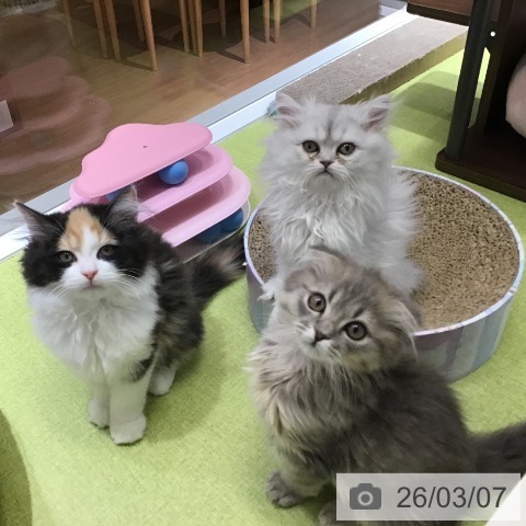 福岡県のラガマフィン (ペットプラス 春日店/2025年12月19日生まれ/女の子/ブラウンパッチドタビーホワイト)の子猫の4枚目の画像