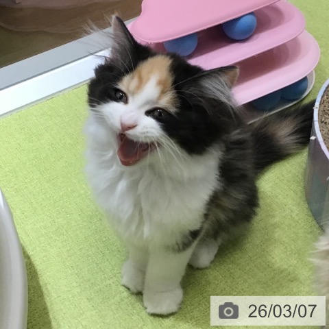 福岡県のラガマフィン (ペットプラス 春日店/2025年12月19日生まれ/女の子/ブラウンパッチドタビーホワイト)の子猫の3枚目の画像