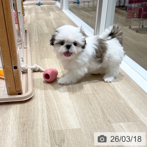 シー・ズーの写真