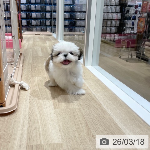 シー・ズーの写真