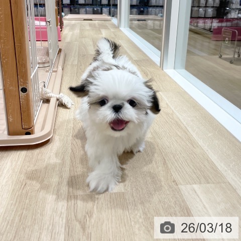 シー・ズーの写真