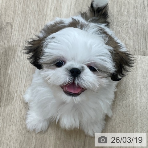 シー・ズーの写真