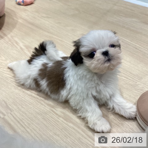 シー・ズーの写真