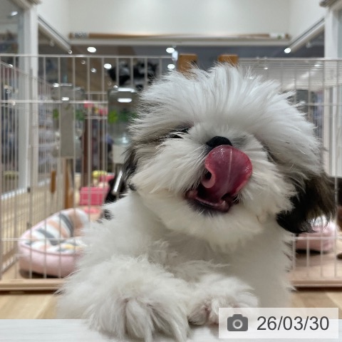 シー・ズーの写真