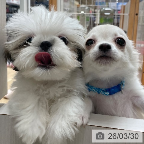 シー・ズーの写真