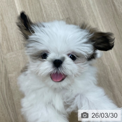 シー・ズーの写真