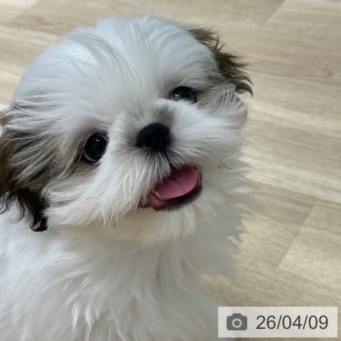 シー・ズーの写真