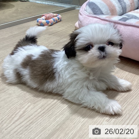 愛知県のシーズー (ペットプラス イオンモール長久手店/2025年12月18日生まれ/男の子/ゴールドホワイト)の子犬の4枚目の画像