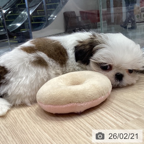 愛知県のシーズー (ペットプラス イオンモール長久手店/2025年12月18日生まれ/男の子/ゴールドホワイト)の子犬の3枚目の画像