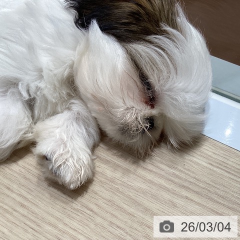 愛知県のシーズー (ペットプラス イオンモール長久手店/2025年12月18日生まれ/男の子/ゴールドホワイト)の子犬の3枚目の画像