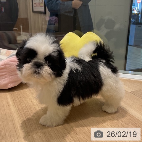 シー・ズーの写真