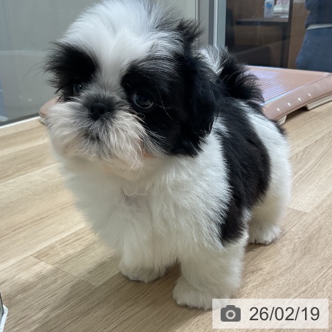 シー・ズーの写真