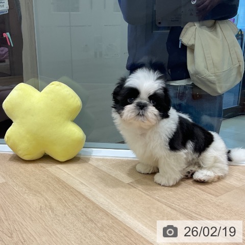 シー・ズーの写真