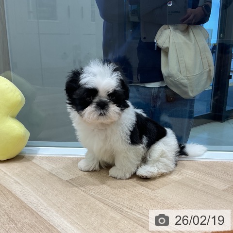 シー・ズーの写真