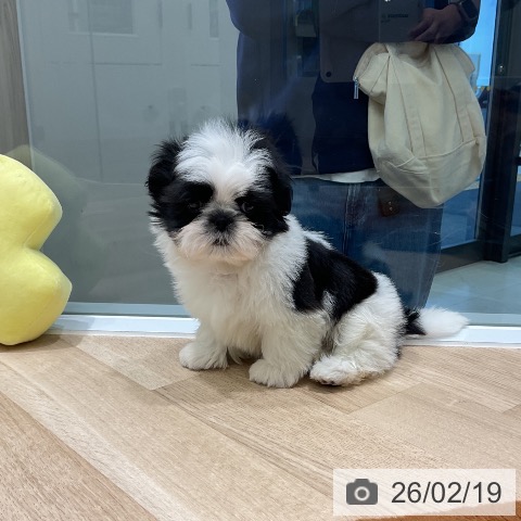 シー・ズーの写真