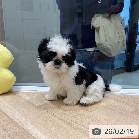 シー・ズーの写真