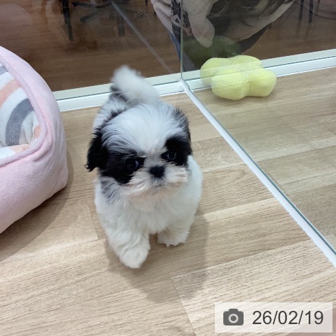 シー・ズーの写真