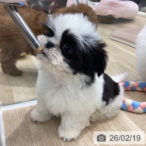 シー・ズーの写真