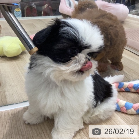 シー・ズーの写真