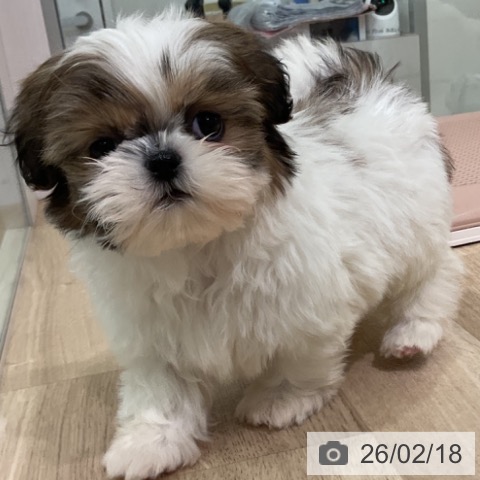 シー・ズーの写真