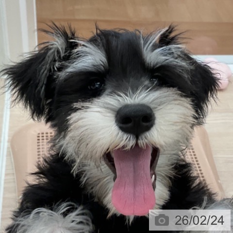 ミニチュア・シュナウザーの写真