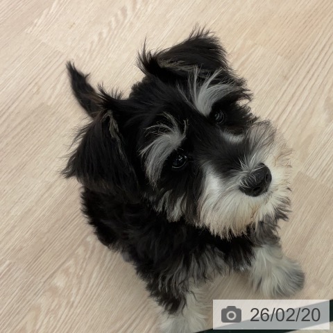 ミニチュア・シュナウザーの写真