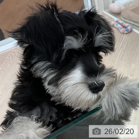 福井県のミニチュアシュナウザー (ペットプラス 福井店/2025年12月1日生まれ/男の子/ブラックシルバー)の子犬の3枚目の画像