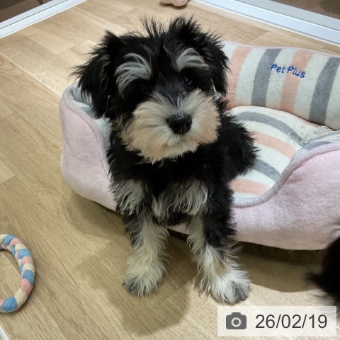 愛知県のミニチュアシュナウザー (ペットプラス イオンモール豊川店/2025年12月1日生まれ/男の子/ブラックシルバー)の子犬の4枚目の画像