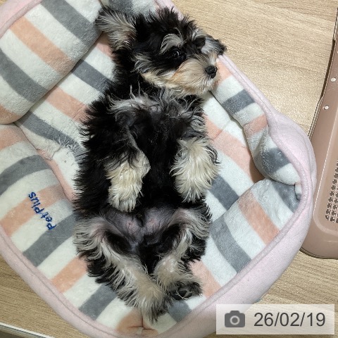 愛知県のミニチュアシュナウザー (ペットプラス イオンモール豊川店/2025年12月1日生まれ/男の子/ブラックシルバー)の子犬の3枚目の画像